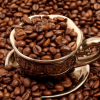 Где растёт самый дорогой  кофе в мире?