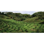 Кофе ARABICA 100% (Ethiopia) зелёный 250 гр.